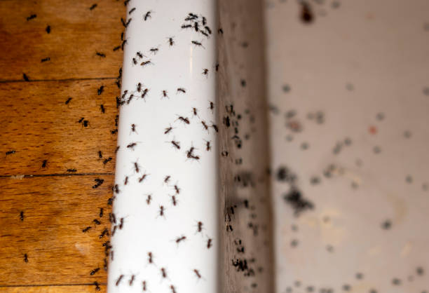 Best Mosquito Control Services  in Lanham, MD